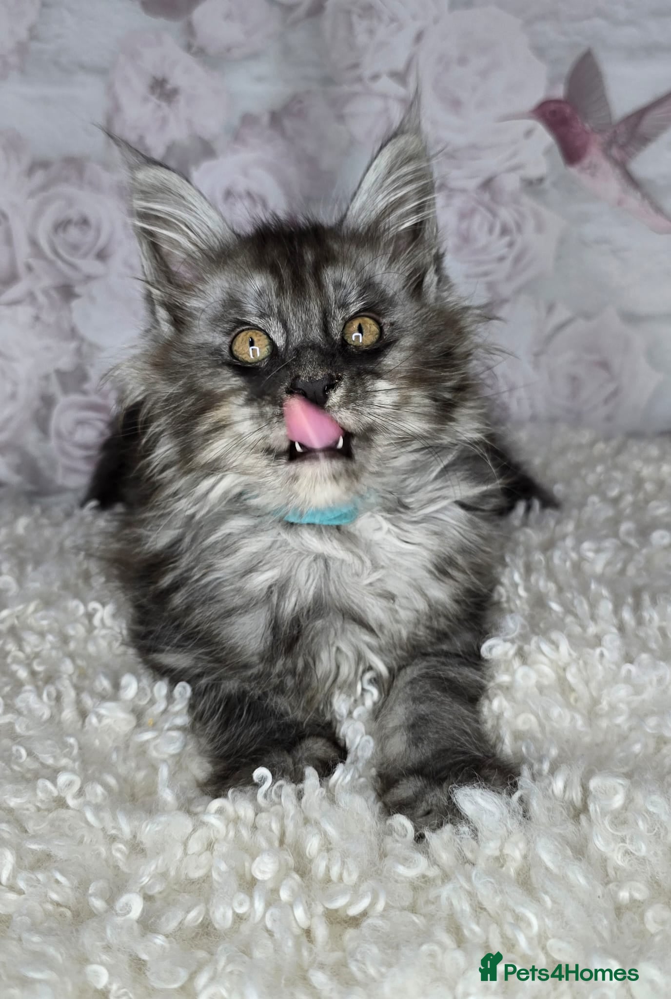 Maine Coon cats TICA KING SIZE MAINE COON CUBS - Advert 11