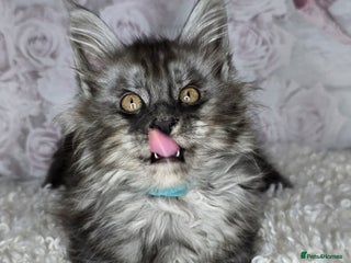 Maine Coon cats TICA KING SIZE MAINE COON CUBS - Advert 11