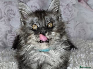 Maine Coon cats TICA KING SIZE MAINE COON CUBS - Advert 9