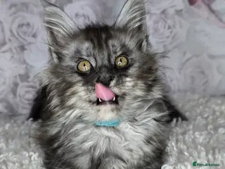 Maine Coon cats TICA KING SIZE MAINE COON CUBS - Advert 10