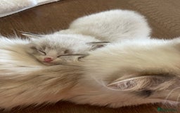 Ragdoll cats for sale: Beautiful Ragdoll kitten  - Image 6