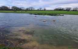 Golden Retriever dogs for sale: KC GOLDEN RETRIEVER PUPPIES, HEALTH SCORED PARENTS - Advert 27