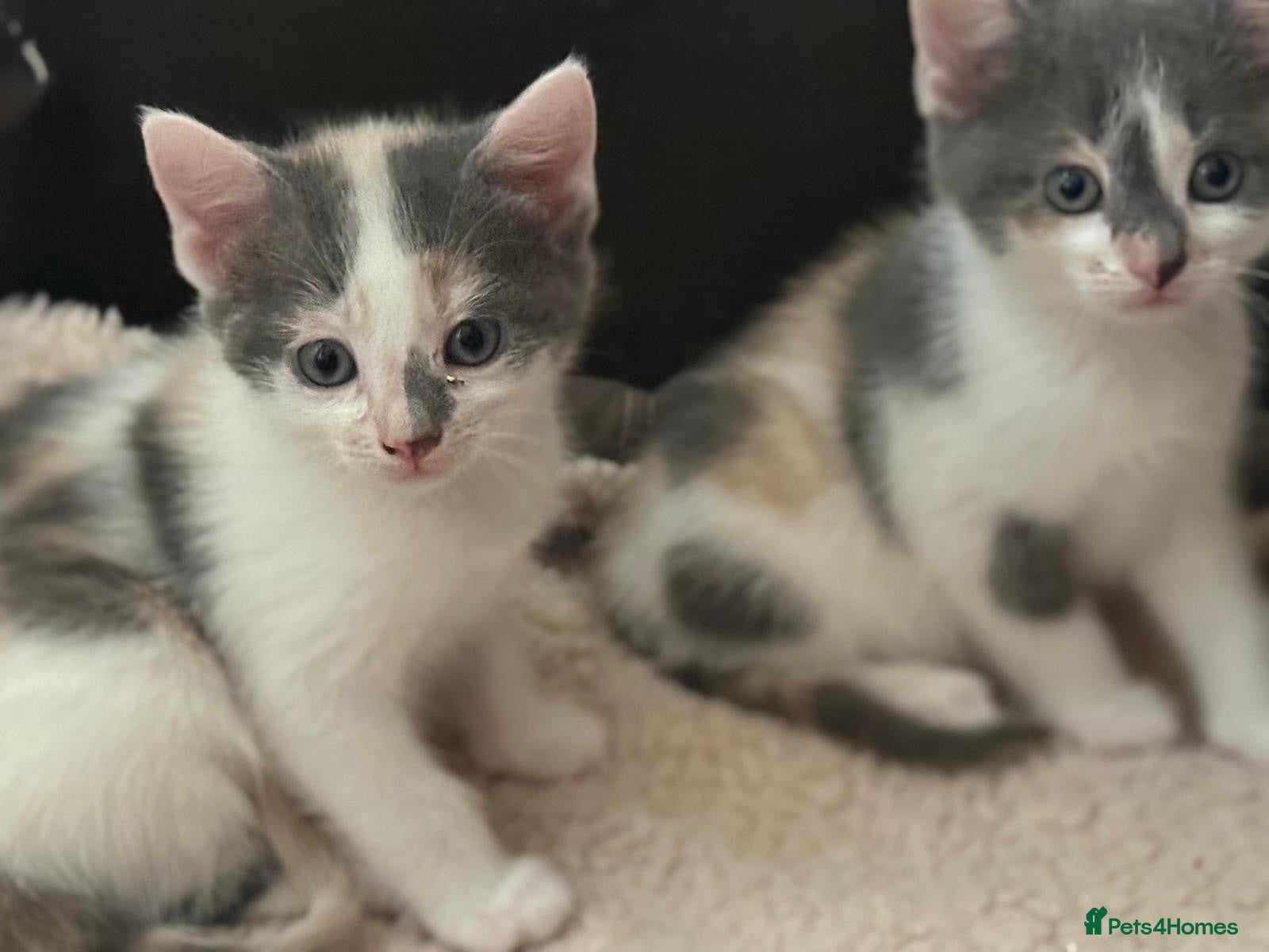 Domestic Shorthair cats Stunning kittens raised in a family home - Advert 16