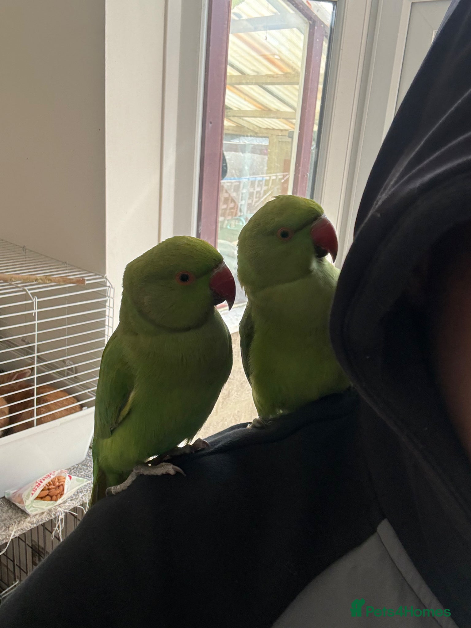 Ringnecks birds Indian Ringneck’s for sale  - Advert 3