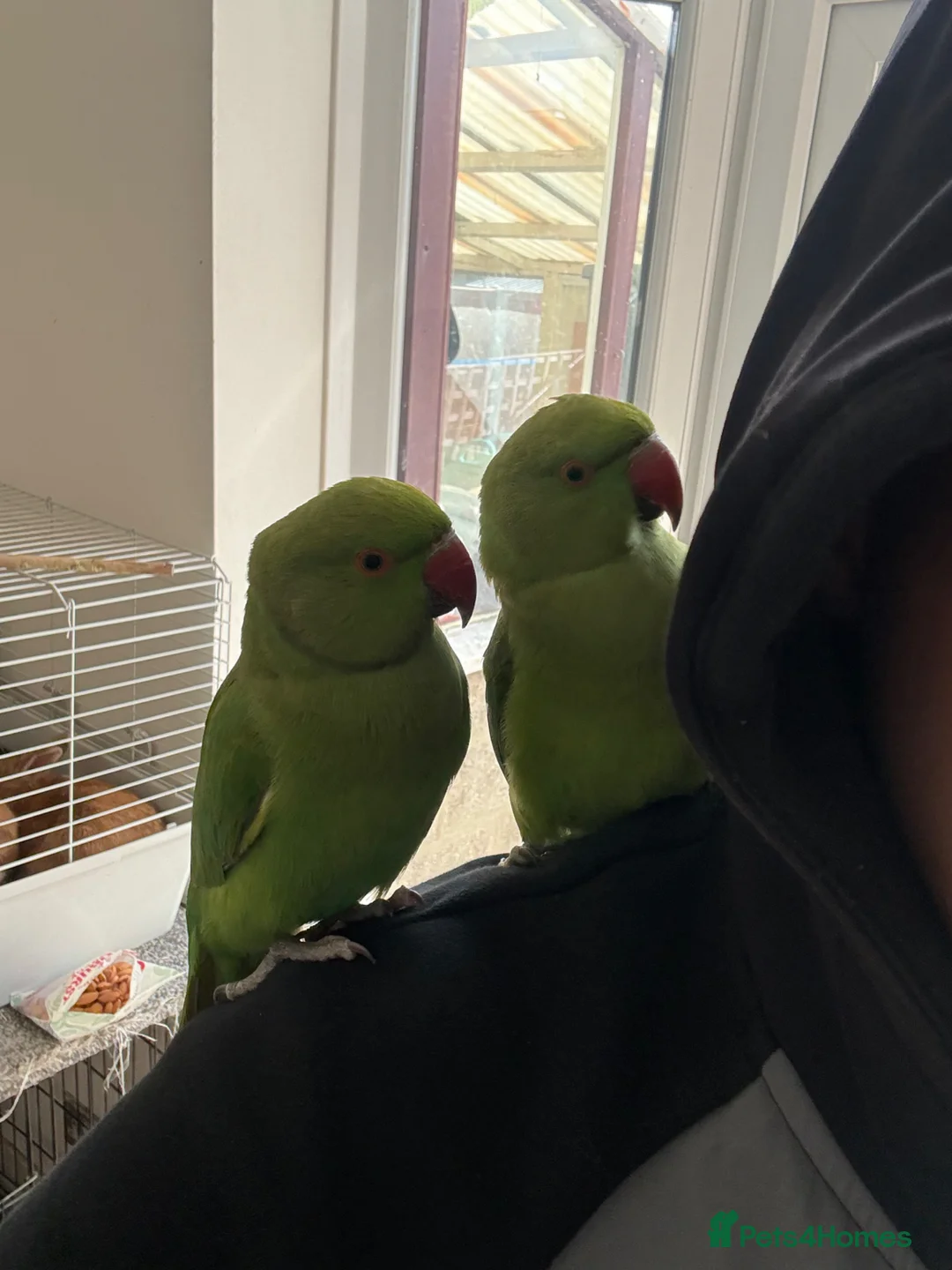 Ringnecks birds for sale: Indian Ringneck’s for sale  - Advert 1