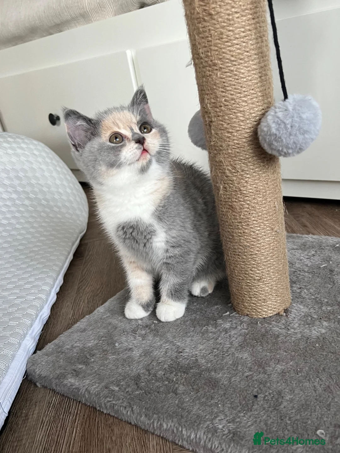 British Shorthair cats for sale: Registered Ready to go SOON British Shorthair  - Advert 1