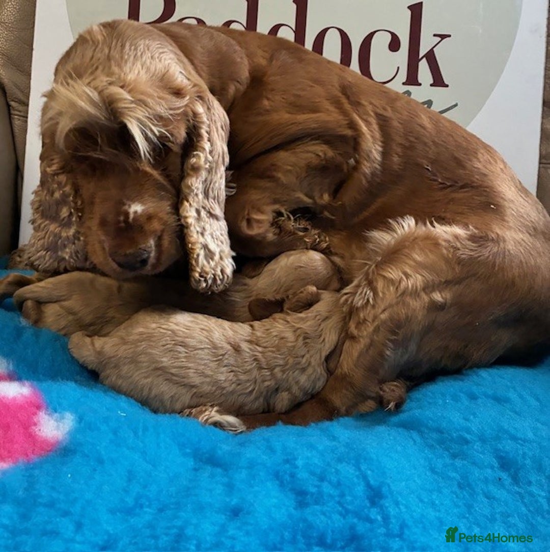 Cockapoo dogs for sale: 🌟 Beautiful F1 Cockapoo puppies 🌟 - Image 6