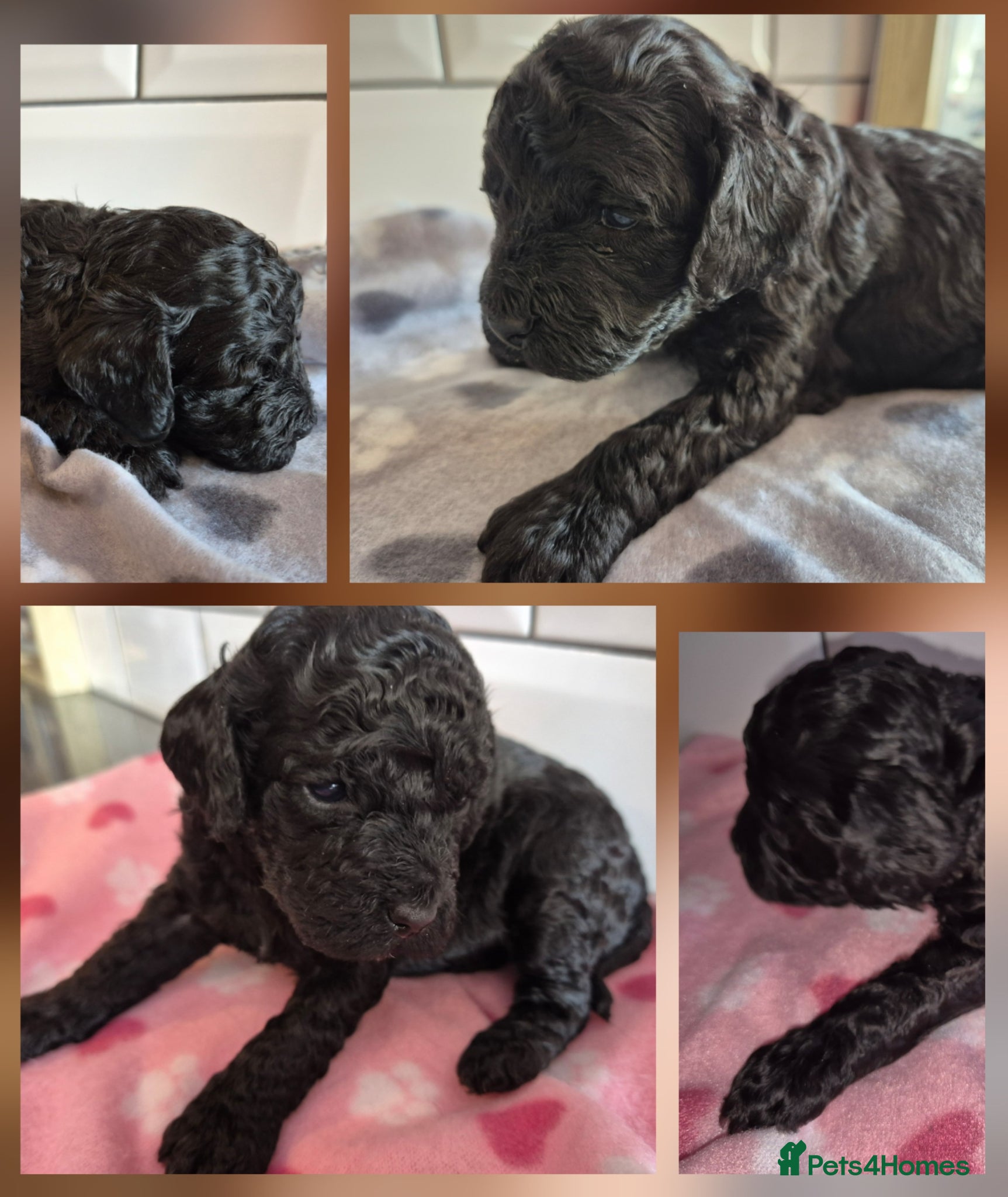 Cavapoo dogs **Stunning Cavapoo puppies** **2girls 2 boys*** - Advert 4