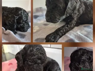 Cavapoo dogs **Stunning Cavapoo puppies** **2girls 2 boys*** - Advert 4