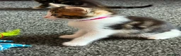 Domestic Shorthair cats for sale: Last 2 Tabby Kittens  - Advert 11