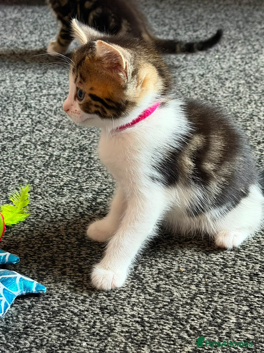Domestic Shorthair cats for sale: Last 2 Tabby Kittens  - Advert 11