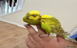 Budgerigars birds for sale: Budgies with cage - Advert 3