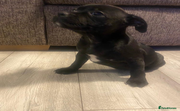 Staffordshire Bull Terrier dogs - Advert 1