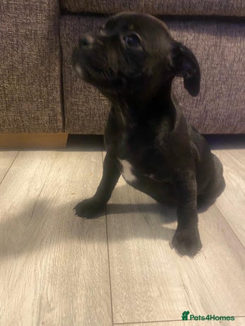 Staffordshire Bull Terrier dogs - Advert 1