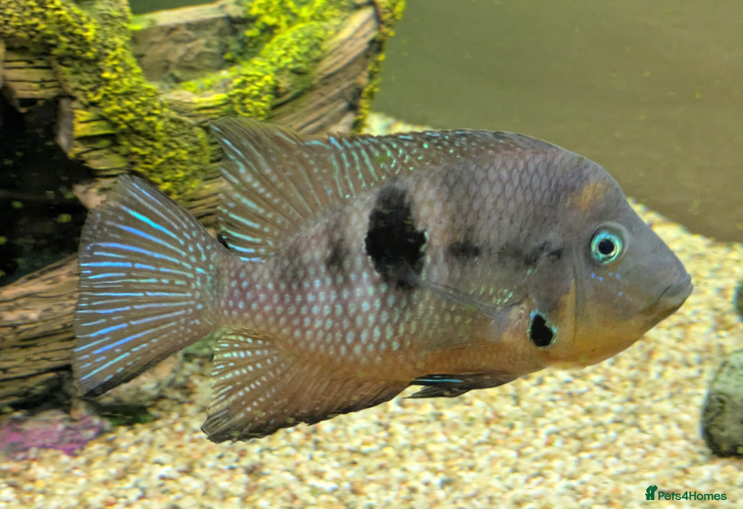 Cichlids fish for sale: FIRE MOUTH CICHLID - Image 2