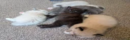 Ragdoll cats for sale: Ragdoll 3/4 x Persian kittens 1/4 in Cheddar - Advert 23