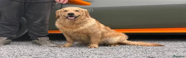 Golden Retriever male 
