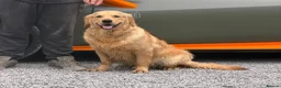 Golden Retriever dogs for sale: 11 month old male golden retriever for sale  - Advert 6