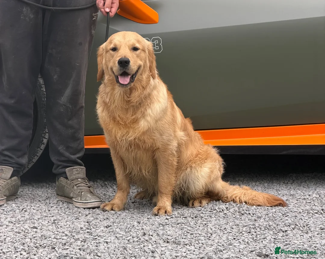 Golden Retriever dogs for sale: 11 month old male golden retriever for sale  - Advert 6