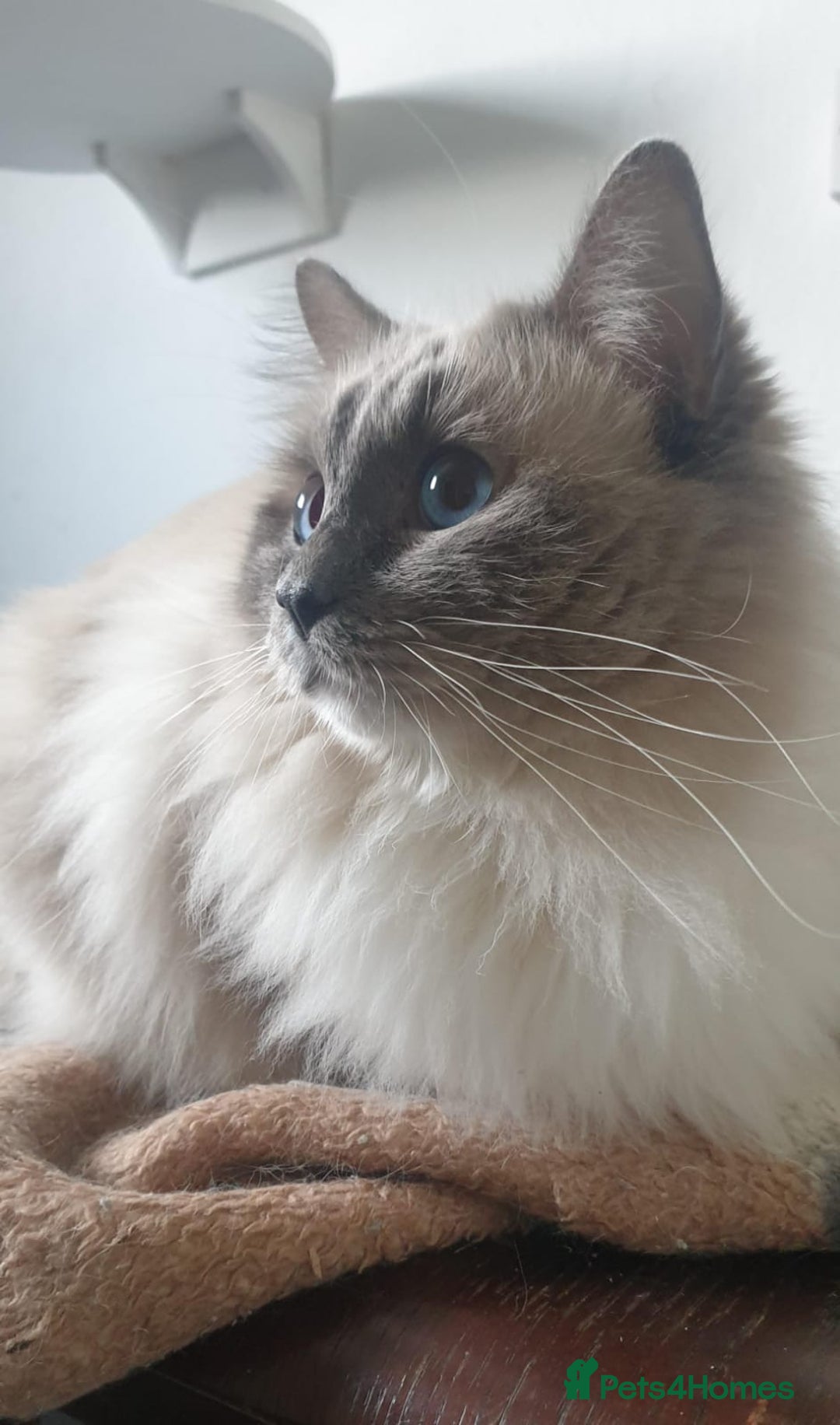 Ragdoll cats for stud: ❤️ Magnificent GCCF Active Registered Stud ❤️ in Preston - Advert 3