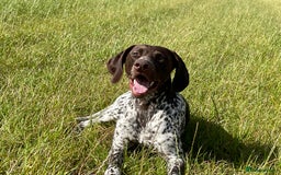 German Shorthaired Pointer dogs for stud: GSP for stud  - Image 5