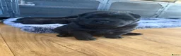 Mixed Breed dogs for sale: Adorable Chaffy pups  in Clitheroe - Advert 3
