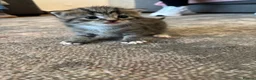 Mixed Breed cats for sale: Kittens for sale  - Advert 3