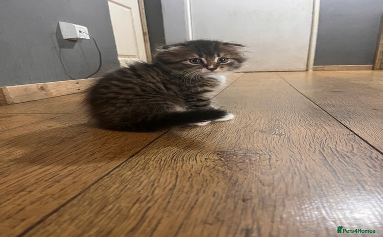 Mixed Breed cats - Advert 14