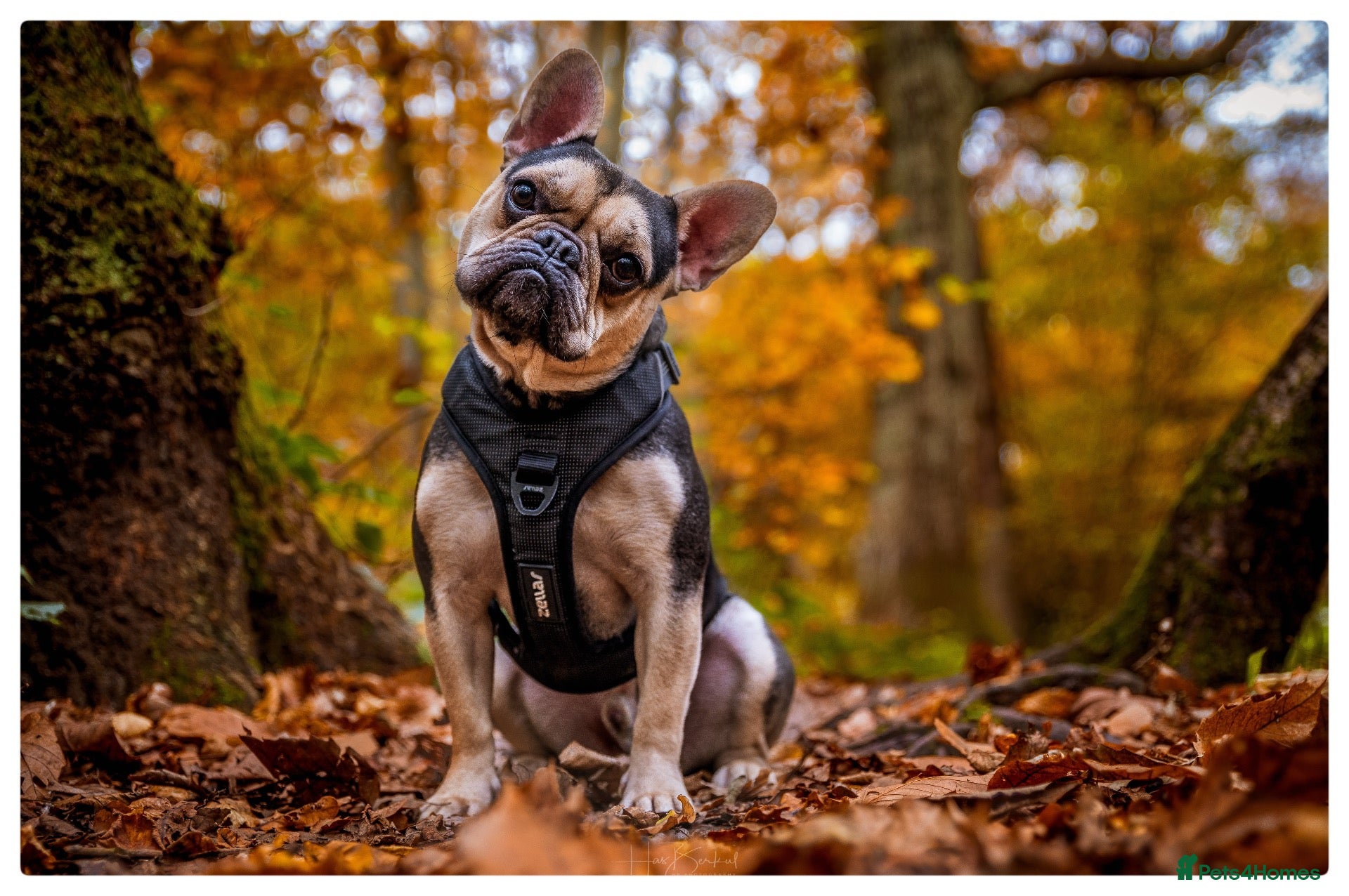 French Bulldog dogs Beautiful male french bulldog - Advert 5