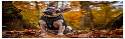 French Bulldog dogs for sale: Beautiful male french bulldog in London - Advert 1
