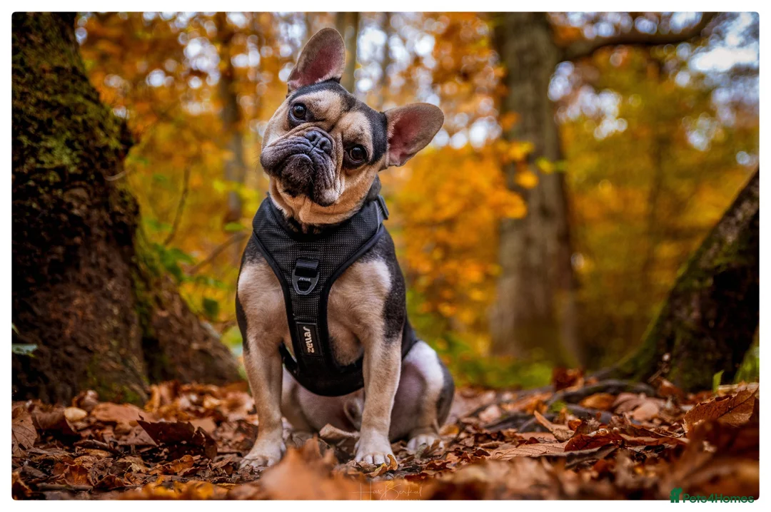 French Bulldog dogs for sale: Beautiful male french bulldog in London - Advert 1