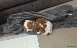 English Bulldog dogs for sale: 2 Beautiful Red & White English Bulldogs - Image 26