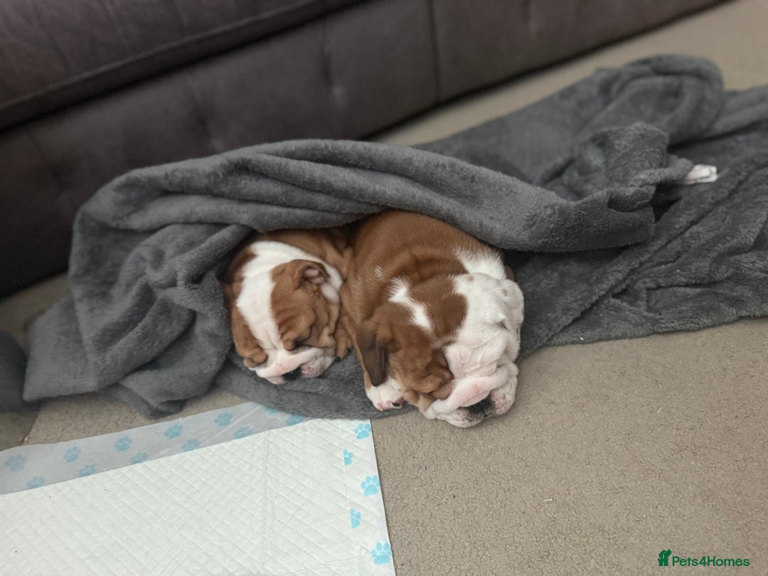 English Bulldog dogs for sale: 2 Beautiful Red & White English Bulldogs - Image 26