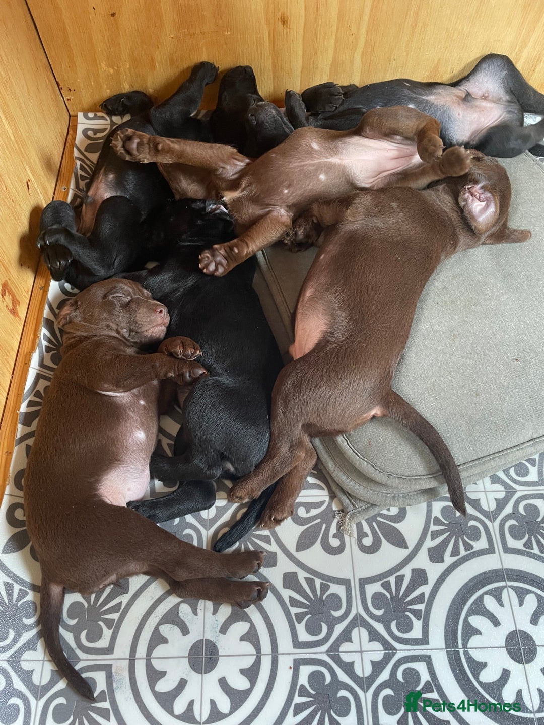 Patterdale Terrier dogs for sale: Gorgeous patterdale pups for sale  - Image 14