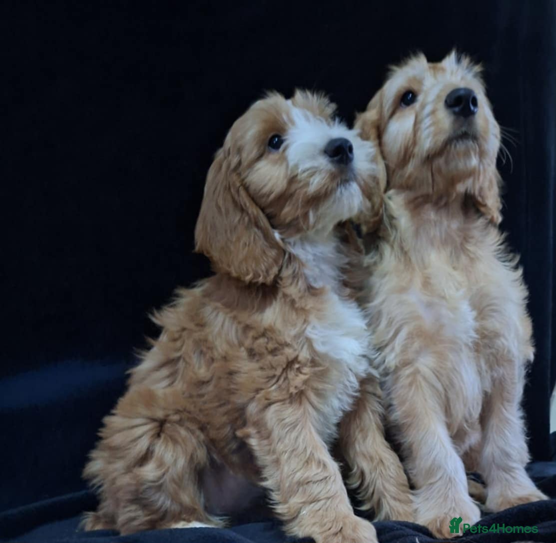 Mixed Breed dogs Australian Labradoodle💙 MEDIUM SIZE  - Advert 2