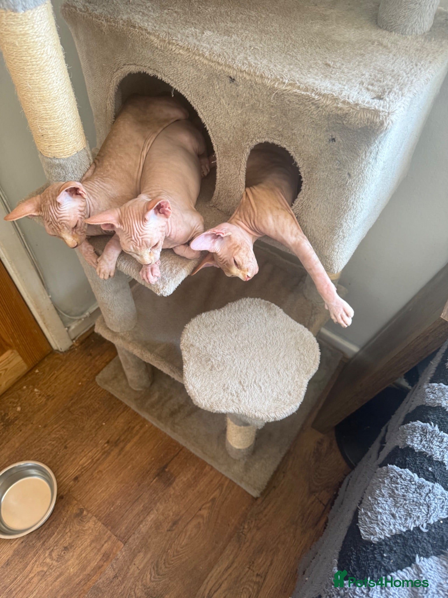 Sphynx cats Beautiful Canadian Sphynx kittens  - Advert 18