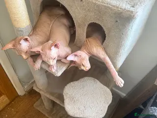Sphynx cats Beautiful Canadian Sphynx kittens - Advert 9