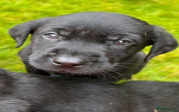 Labrador Retriever dogs for sale: Quality Litter of Labrador pups  - Image 4