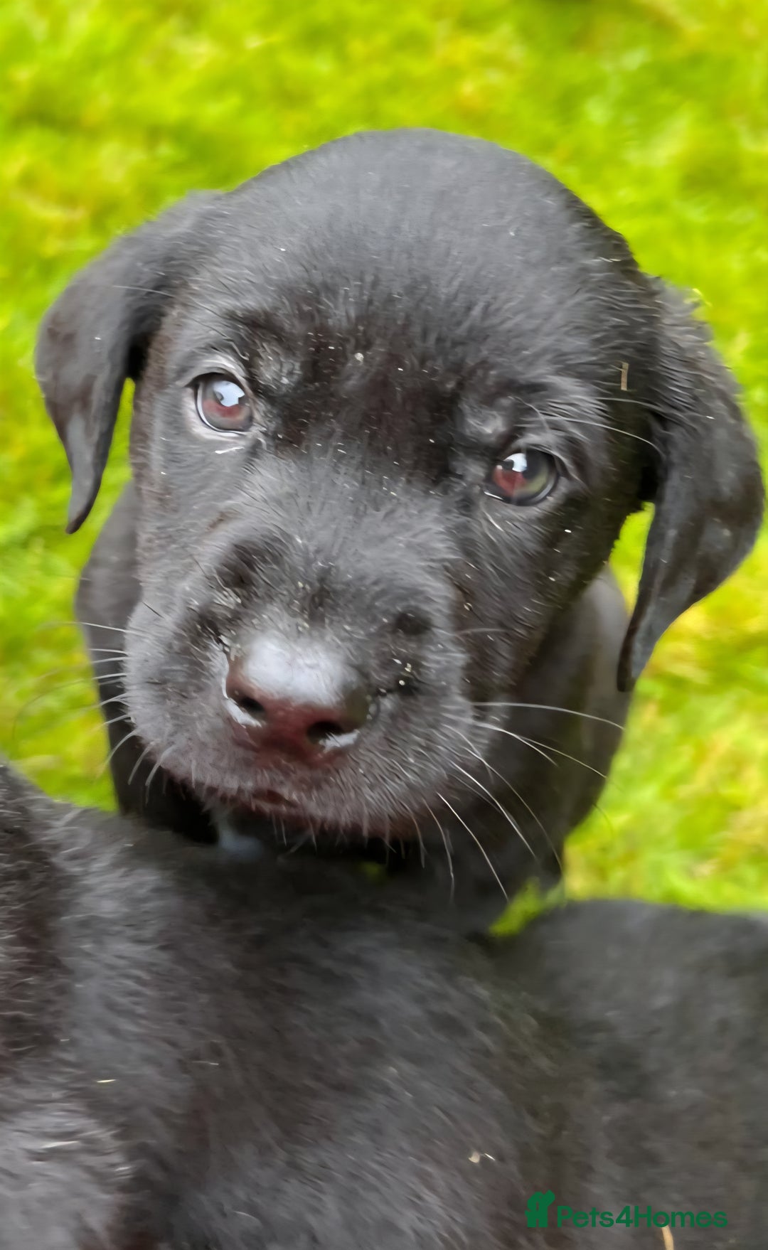 Labrador Retriever dogs for sale: Quality Litter of Labrador pups  - Image 4