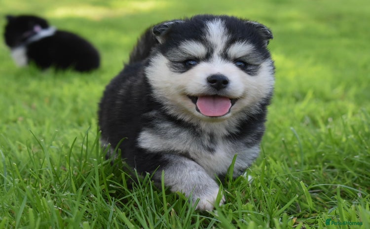 Pomsky dogs - Advert 1
