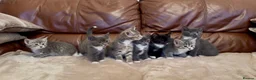 Mixed Breed cats for sale: Beautiful kittens  - Advert 10