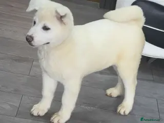 Japanese Akita Inu dogs Japanese Akita Inu - Advert 1