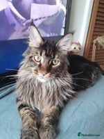 Maine Coon cats brown classic tabby girl TICA maine coon - Advert 10