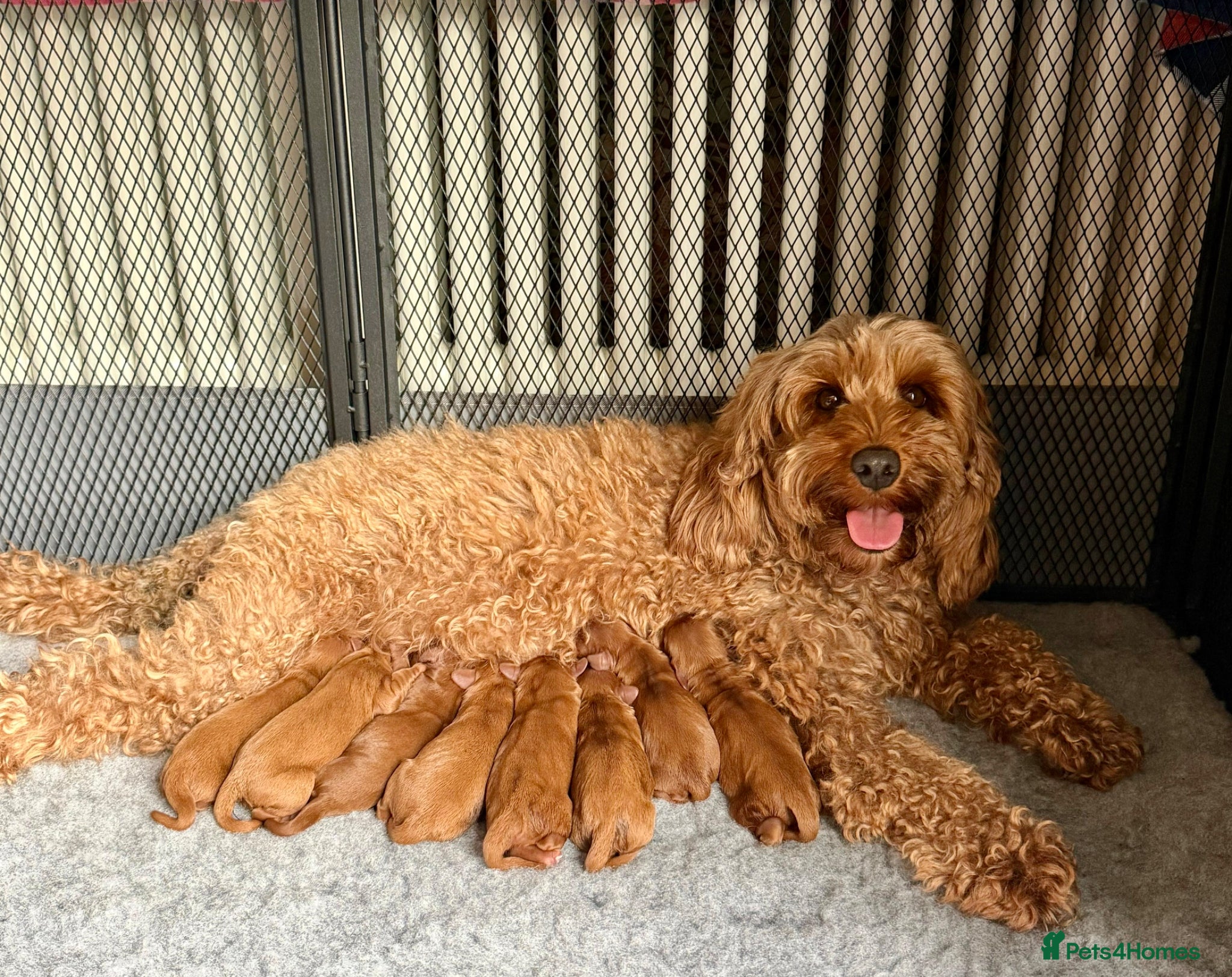 Cavapoo dogs Red Cavapoo Puppies - 5 weeks old.  - Advert 18