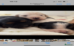 Cavapoo dogs for sale: F1 Cavapoo Puppies  - Image 5