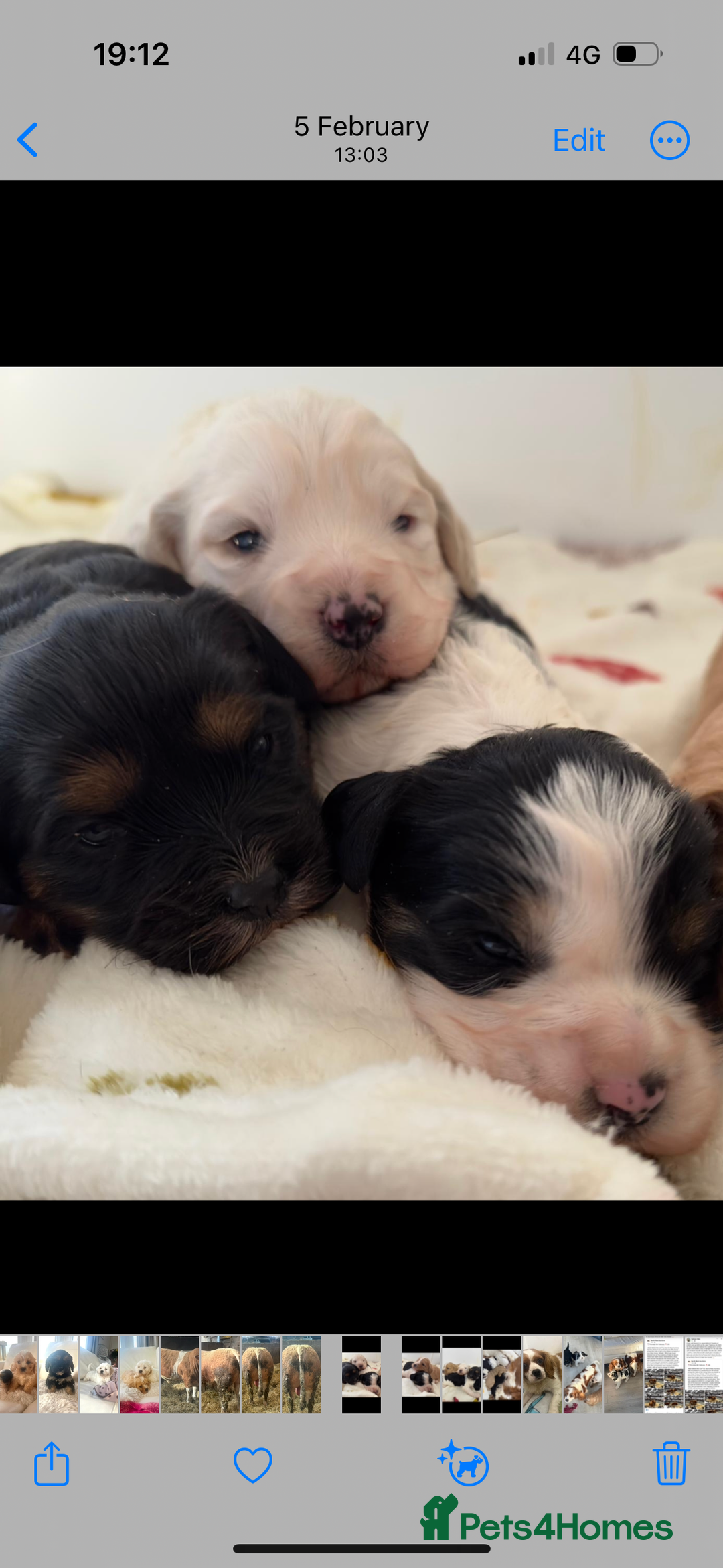 Cavapoo dogs for sale: F1 Cavapoo Puppies  - Image 5