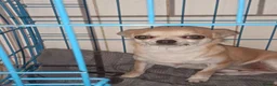 Chihuahua dogs for sale: Female chihuahua dog - Advert 5
