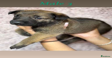 German Shepherd dogs - Advert 11