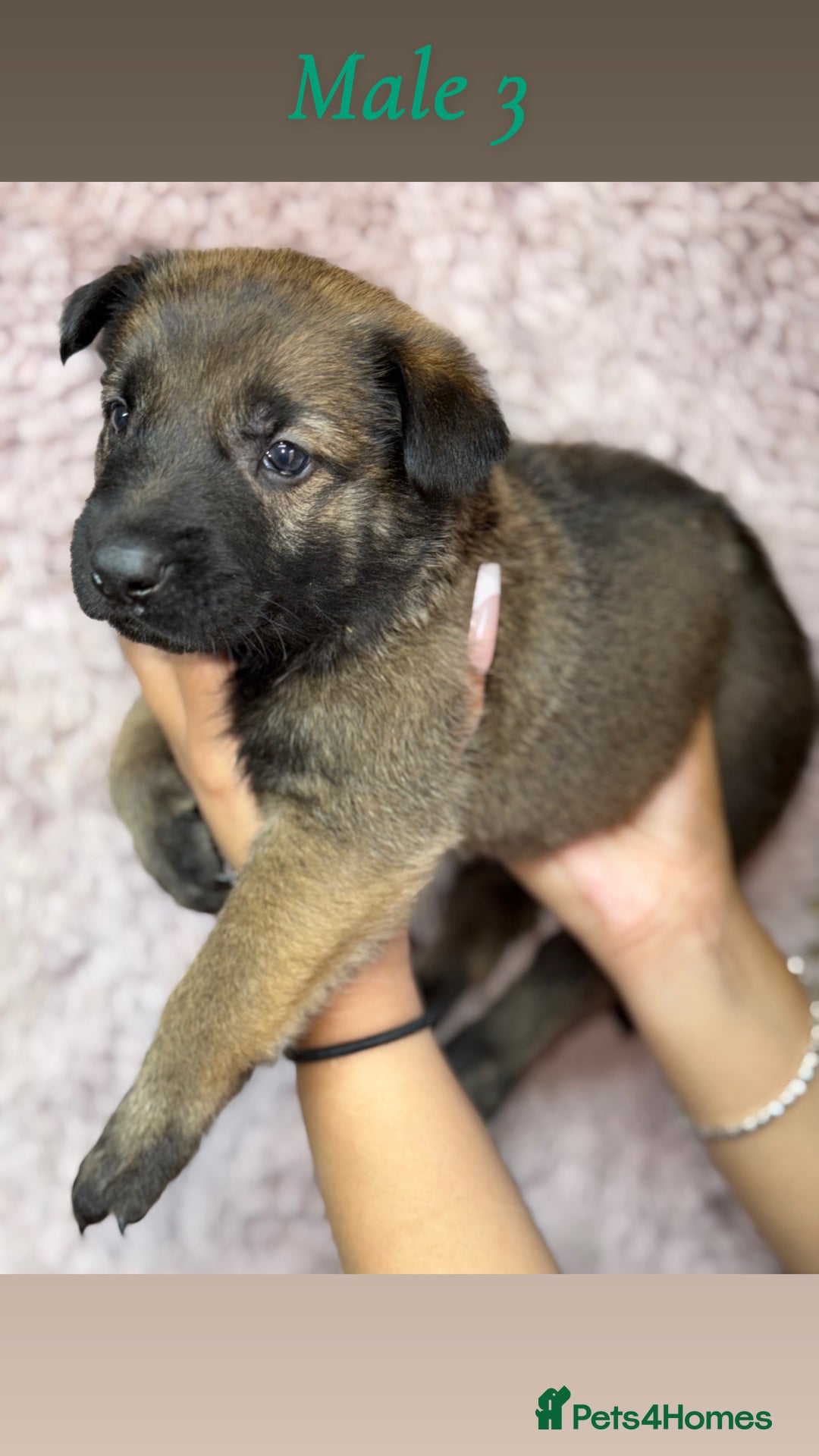 German Shepherd dogs for sale: 5 beautiful sable German shepherd  - Image 3