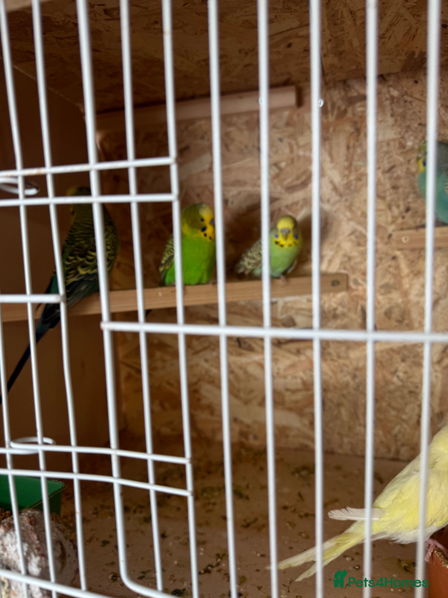 Budgerigars birds Budgies Ready To Go Now ✅  - Advert 2